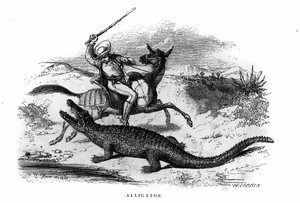 Alligator in Zuid-Amerika in het midden van de 19e eeuw. door Unknown artist
