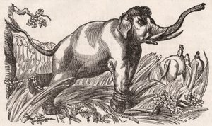 Een olifant gevangen in de savanne, Afrika