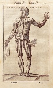 Anatomische plaat die een man op de rug toont. Gravure in "Anatomia Corporis Humani" door Juan Valverde De Amusco