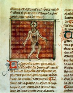 Anatomie van het menselijk lichaam door Unknown artist
