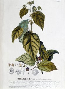 Arbroma theeplant - botanische plaat