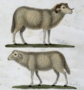 Ram en schapen