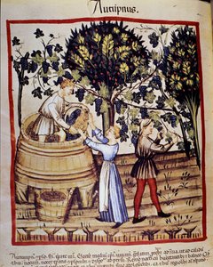 Herfstvoorstelling: oogst. De druivenpluk. Verluchting uit de melk van geneeskunde en diëtetiek 