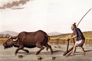 Away de ploourer le champs de riz avec een os - in Le costume ancien et moderne door J. Ferrario, ed. Milaan door Unknown artist