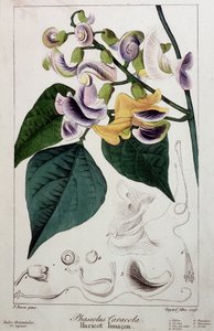Bonenslak (phaseolus caracola), botanische plaat door Unknown artist