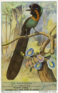 Paradijsvogel door Unknown artist
