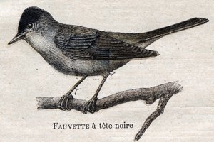 Vogels nuttig voor de landbouw: Zwartvoetboszanger door Unknown artist