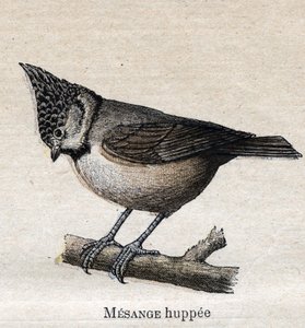 Vogels nuttig voor de landbouw: Kuifmees door Unknown artist