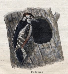 Vogels nuttig voor de landbouw: Specht door Unknown artist