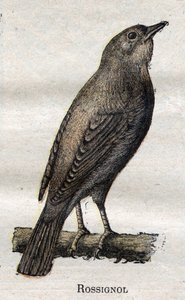 Vogels nuttig voor de landbouw: Nachtegaal door Unknown artist