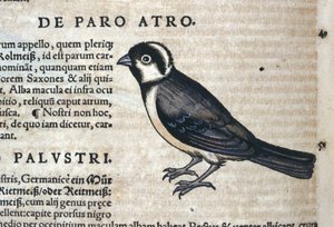Zwarte vogel in Historia Animalium door Conrad Gesner (1516 - 1565), Tiguri