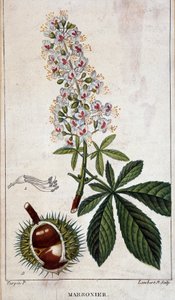 Botanische plaat - Bloemen, bladeren en vruchten van kastanjeboom door Unknown artist