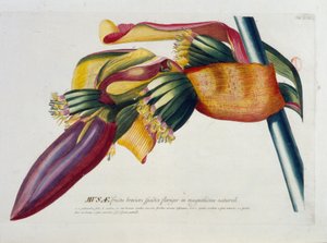Botanische plaat: Bananen, tak. n.d. 19e eeuw