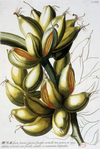 Botanische plaat: bananen. n.d. 19e eeuw