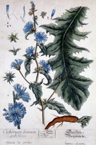 Botanische plaat: cichorium factivum velseris (tuincichorei).