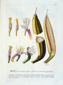 Botanische plaat: bloemen en bananensnede. n.d. 19e eeuw door Unknown artist