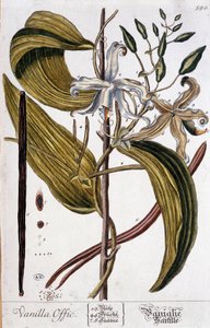 Botanische plaat van vanille (vanilla officinalis) - 19e eeuw door Unknown artist