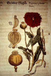 Botanische plaat: papaver. Naar 