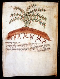 Botanische plaat die het gras feniculo maggiore voorstelt. Biblioteca comunale di Rimini door Unknown artist