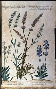 Botanische plaat: echte lavendel (Lavandula angustifolia) en aspic lavendel (Lavandula latifolia) door Unknown artist