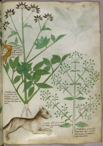 Botanische illustratie van een plant en een wolf
