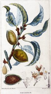 Tak, bloem en vrucht van de amandelboom - botanische plaat door Unknown artist