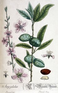 Tak, bloem en vrucht van de amandelboom door Unknown artist