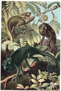Kameleon - Kameleons (familie Chamaeleonidae) - gravure uit 