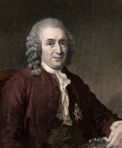 Carl Von Linne - gravure - 19e eeuw door Unknown artist