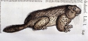 Castor - in 