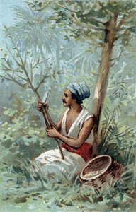 Kaneelschil in Ceylon. Chromolithografie uit de late 19e eeuw. door Unknown artist