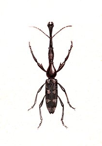 Coleoptera: Brenthus Temminchii door Unknown artist