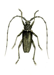 Coleoptera: Cerambyx heros door Unknown artist