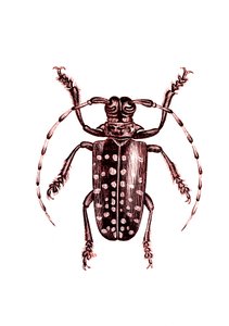 Coleoptera: Ophoptera Tollii door Unknown artist