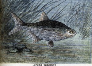 Gewone brasem. Gravure uit 1897 door Unknown artist