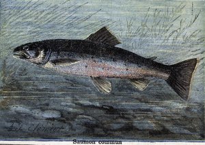 Gewone zalm. Gravure uit 1897