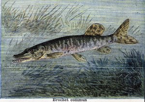 Gewone snoek. Gravure uit 1897 door Unknown artist