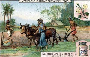 Katoenteelt: ploegen en zaaien in India. Chromolithografie, Liebig afbeelding. door Unknown artist