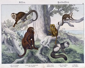 Verschillende apensoorten - in "Natural histories of mammals", ed. Schreiber