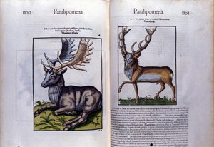 Dubbele pagina van herten in Historia Animalium door Conrad Gesner (1516 - 1565), Tiguri door Unknown artist