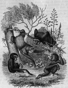 Gravure die de Gibbons Hoolock van India voorstelt.