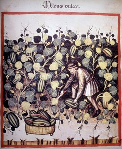 Gravure die de verzameling van meloenen uit 