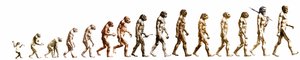 Evolutie: Vergelijking van morfologieën van de aap tot de huidige mens (verschillende hominiden). Eindgravure van de 19e eeuw door Unknown artist