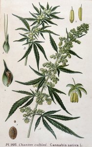 Vrouwelijke cannabisplant. Gravure uit de 19e eeuw door Unknown artist