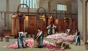 Bloemendistilleerderij voor de productie van benzine en bloemenwater. Chromolithografie van het einde van de 19e eeuw. door Unknown artist