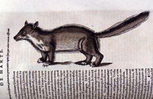 Pelsdier - in Historia Animalium door Conrad Gesner (1516 - 1565), Tiguri