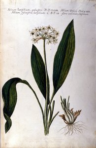 Knoflook. 19e-eeuws herbarium. door Unknown artist