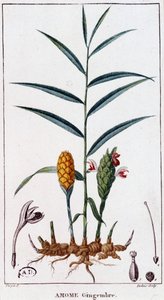 Gember (Amome) - botanische plaat
