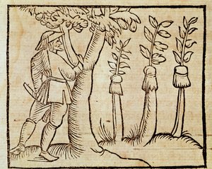 Bomen enten, illustratie uit De Agricoltura Vulgare, door Pier Crescenzio, editie gepubliceerd in Venetië