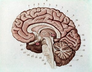 Menselijke hersensectie met hersenhelften en cerebellum (gravure)